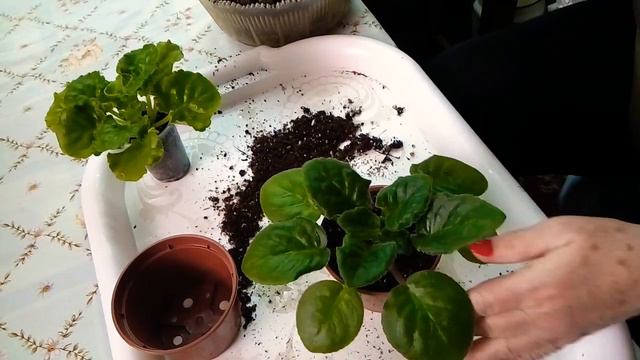 Пересадка стартёров из стаканчика в горшочки. Для визуалов есть важные моменты. смотреть онлайн