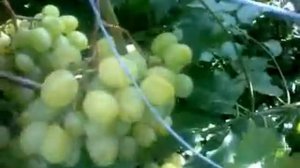 Виноград Плевен устойчивый
