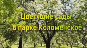 ЦВЕТУЩИЕ САДЫ В КОЛОМЕНСКОМ