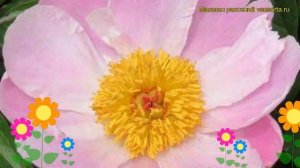 Пион молочноцветковый Марта В. Краткий обзор, описание характеристик paeonia lactiflora Martha W.