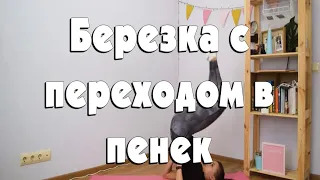 Берёзка с переходом в пенёк