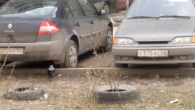 Крыса и ворона.mp4 смотреть онлайн