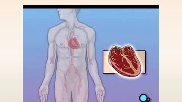сердечно-сосудистая система