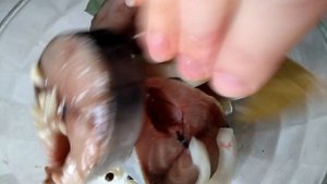 Солим скумбрию. Скумбрия малосольная. Простой рецепт. Соленая скумбрия, пряного посола.