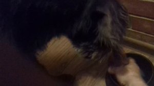 Агрессия собаки. Отобрали еду.