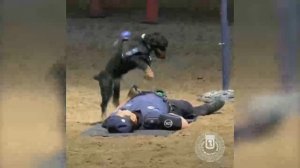 Пёс «спас» полицейского, сделав ему непрямой массаж сердца