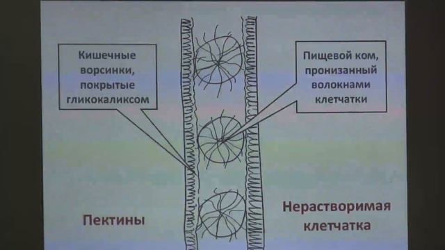 «Клітчатка – це здоров’я». Лікар-практик Ніна Смірнова.