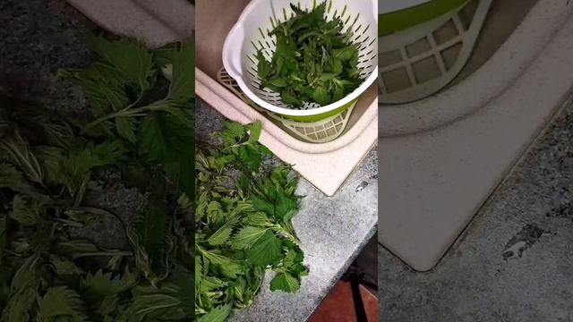 МАЙСКУЮ КРАПИВУ собираем и готовим! смотреть онлайн