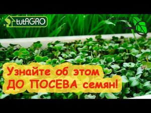 КАКИМИ СЕМЕНАМИ ЛУЧШЕ СЕЯТЬ: секрет крепкой рассады и больших урожаев!