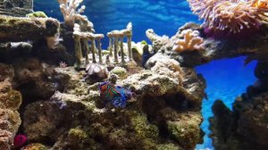 Мандаринка #замедленная съемка в морском аквариуме