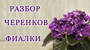 Черенки фиалок, которые дают деток. Разбор для тех кому плохо видно.