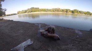 Трофей  чёрный амур на 25 кг.