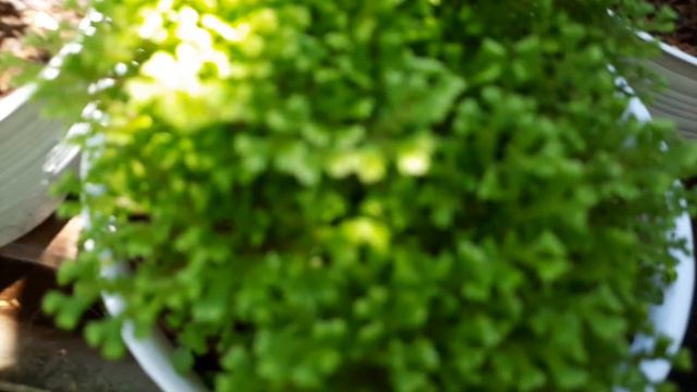 Lumut Papua смотреть онлайн