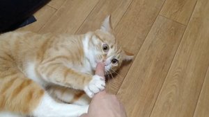 КОТ ЗАБОЛЕЛ. КАК ЛЕЧИТЬ ЦИСТИТ У КОТА.
