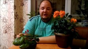 Цикламен и Кроссандра - цветение моих уценочек