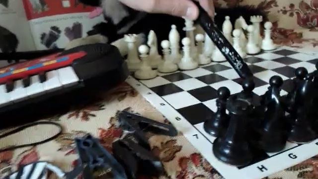 Черный цвет