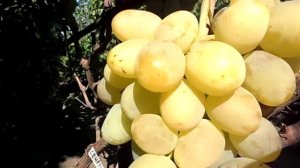 Виноград Сенатор (Бурдака А.В.)