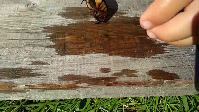 ОЧЕНЬ БОЛЬШОЙ ЖУК ПЛАВУНЕЦ смотреть онлайн