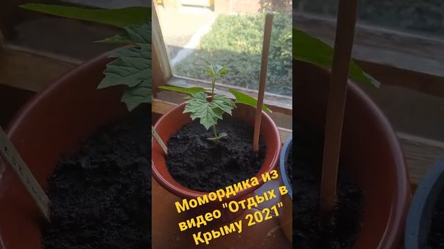 Момордика из косточки