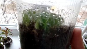 Стрептокарпус.Растём и очень ждём весну)