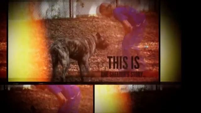 Хочу домой! смотреть онлайн