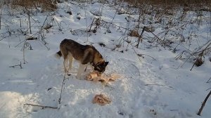 Нашел в лесу мясо брошенное браконьерами