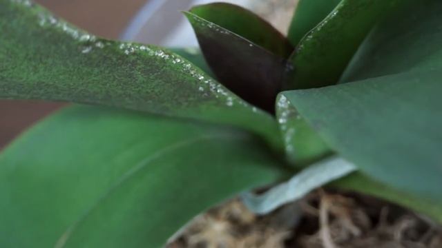 Орхидеи:КАПЛИ на ЛИСТЬЯХ и ЦВЕТОНОСЕ.Гуттация.Плач орхидей. смотреть онлайн