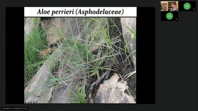 Роль интродукции мадагаскарских видов алоэ в современной экономике декоративного цветоводства смотреть онлайн