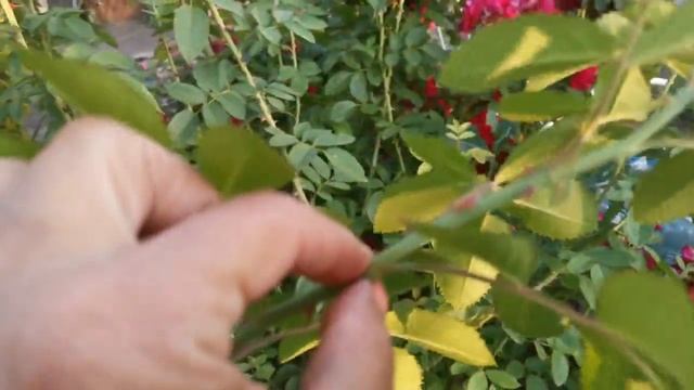 Плетистая #роза #Фламентанц в моем саду. Основные характеристики. Летняя обрезка. смотреть онлайн