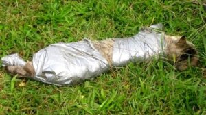 Кто-то замотал кошку в скотч и выбросил в парке, её нашла девушка, она долго не могла прийти себя