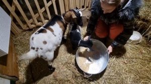 Кормление коз | Витамины для беременных |