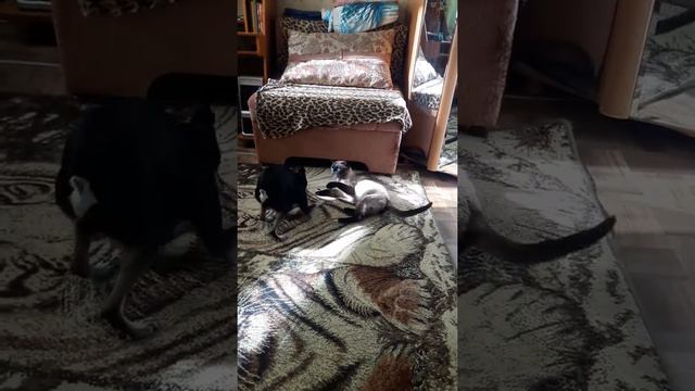 Кот и собака в одной квартире