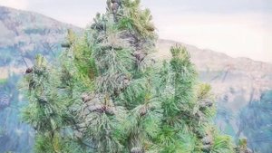 Польза, вред, интересные факты и и лечение кедровым орехом.