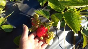 12 06 2021 Клубника, мои фавориты и разочарования по сортам