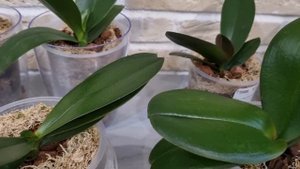 А вы знали это про препарат Стимул?