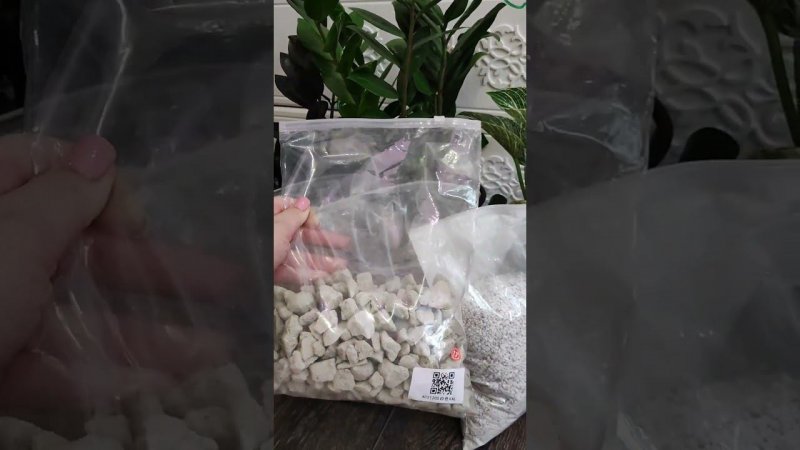 ВНЕСИ В ЗАМИОКУЛЬКАС и Даже Чахлый Куст Позеленеет и Даст новые Листья #Shorts