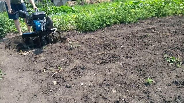 Высев седерата. приобщаюсь к агрокультуре