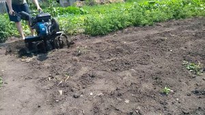 Высев седерата. приобщаюсь к агрокультуре