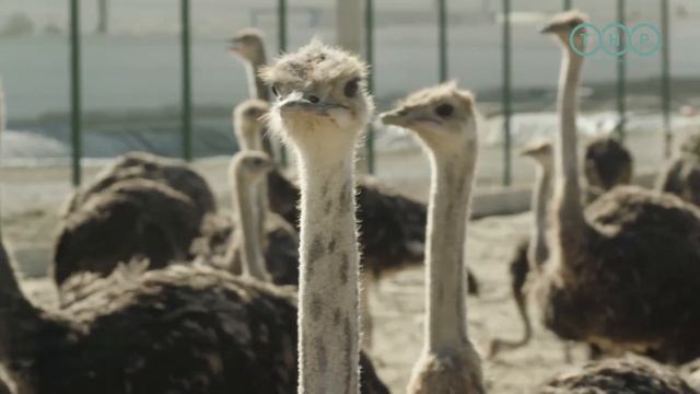 В Туркменистане впервые разводят страусов смотреть онлайн