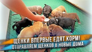 Дали сухой корм щенкам впервые! Будут ли кушать такое? Отправка щенков в новые дома.