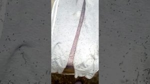 Как быстро убрать мелкие колючки с одежды.