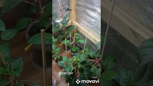 Мои цветы в квартире