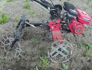 Вытаптываем сорняки мотоблоком.