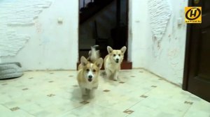 Корги - очаровашки. Характер, содержание и выбор вашего любимца