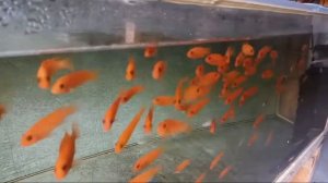 Псевдотрофеус зебра красный