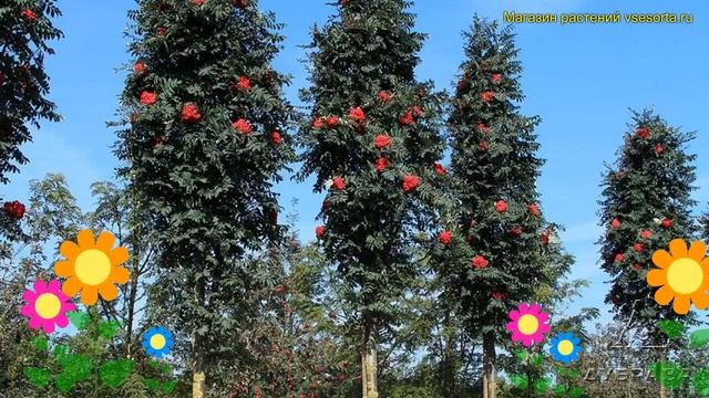 Рябина плодовая Шервотер. Краткий обзор, описание характеристик sorbus Scherwater смотреть онлайн
