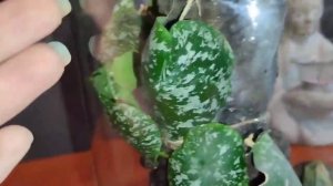 Хоия Имбриката  /Hoja Imbricata