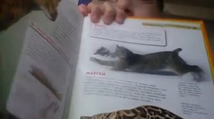 Энциклопедия большие кошки