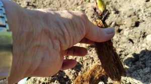 Посадка клубники Азия, Сенсация. Первый опыт.