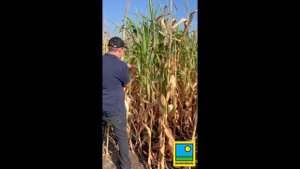 Бинарные посевы кукурузы и сорго-суданского гибрида BMR Нутритоп Стар на силос🔥🔥🔥